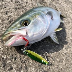 逃した魚は大きい