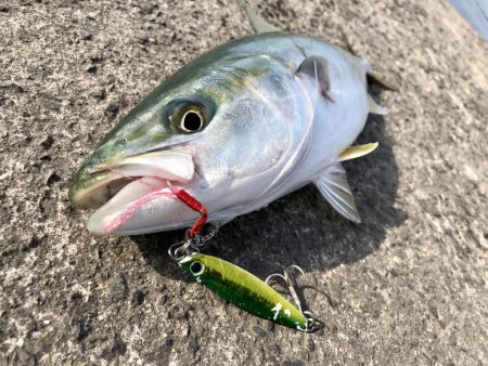 逃した魚は大きい