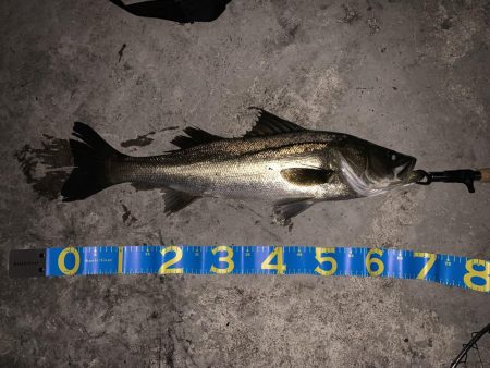 シーバス-ベイトは何処へ...-