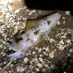 今シーズンエギングパート2