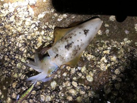 今シーズンエギングパート2