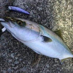 ナブラの正体はハマチ