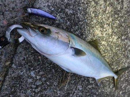 ナブラの正体はハマチ