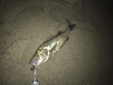 チーバスとマゴチ