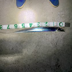 館山　タチウオ　爆釣