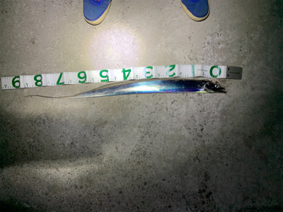 館山　タチウオ　爆釣