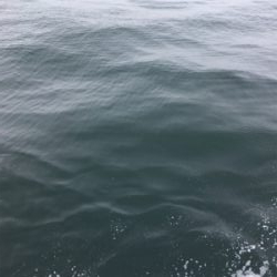 何とかオクトパッシングで坊主逃れ