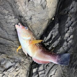 ちょい投げ釣り