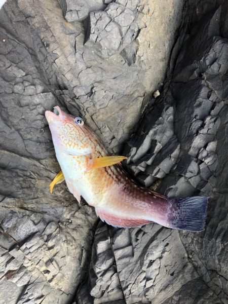 ちょい投げ釣り