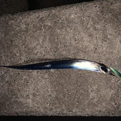 ミノーでタチウオ!!