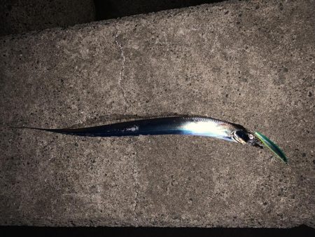 ミノーでタチウオ！！