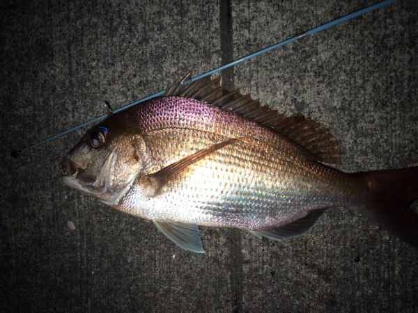 メバリングセットを買って初めてのメバリング…