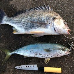 秋のクロダイ釣行