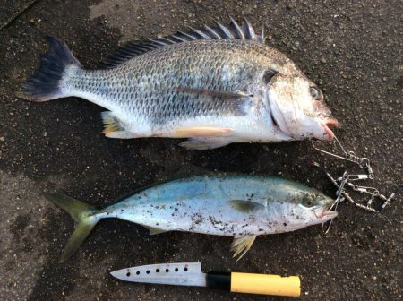 秋のクロダイ釣行