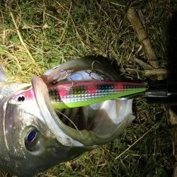 寒波とトウゴロウの到来。