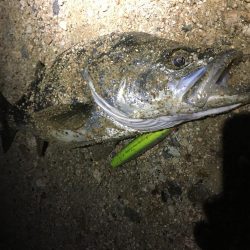 マイワシがいる中のイナッコボイル