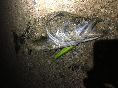 マイワシがいる中のイナッコボイル