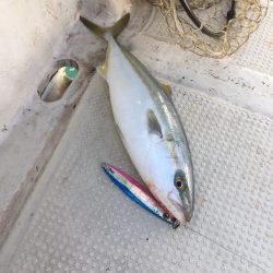 タイラバ&ジギング