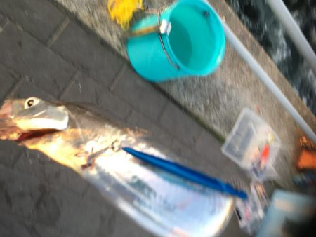 コスモ太刀魚渋い!
