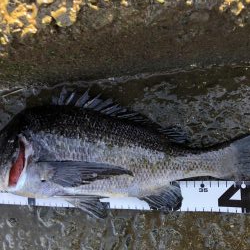 イチノ兄弟、釣果！