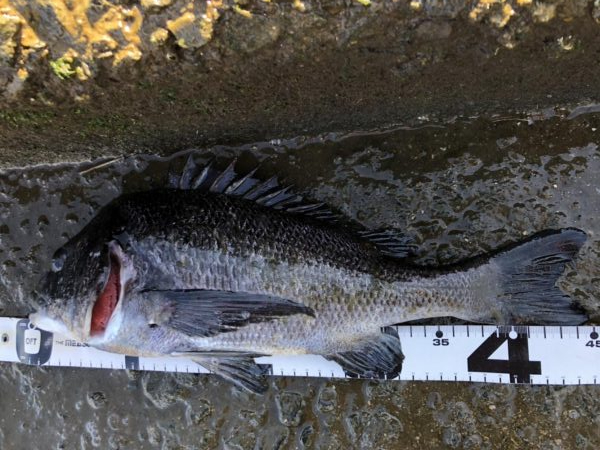 イチノ兄弟、釣果！
