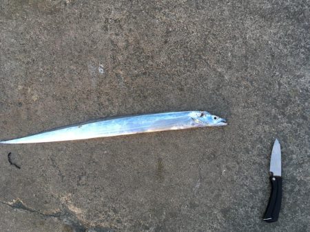 沖洲で今年初の太刀魚