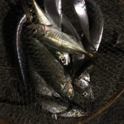 ミラクルダブル