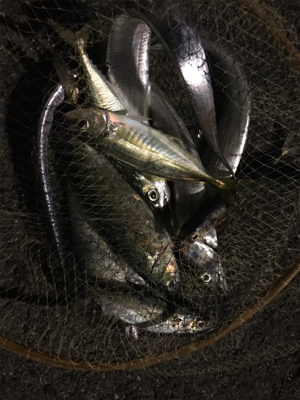 ミラクルダブル