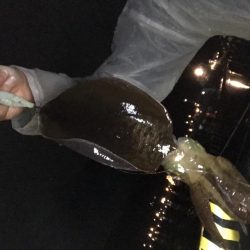 飲ませ→エギング 変更で良型アオリ