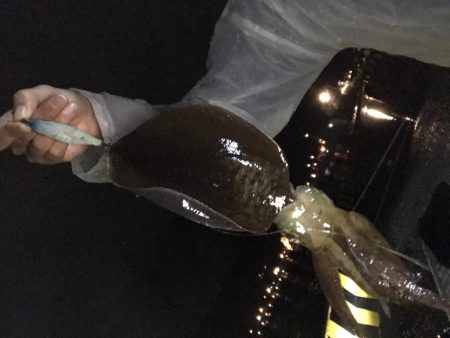 飲ませ→エギング 変更で良型アオリ