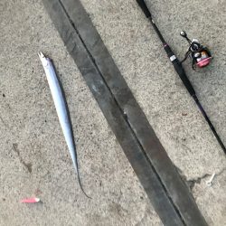 IKEA裏 タチウオ釣り
