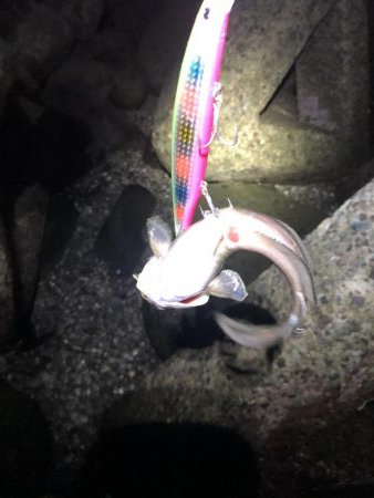 ライトゲームとタコ