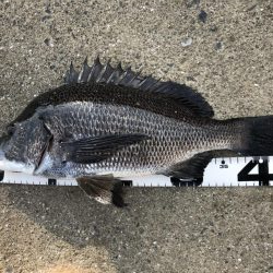 題名　イチノ兄弟（弟）釣果！