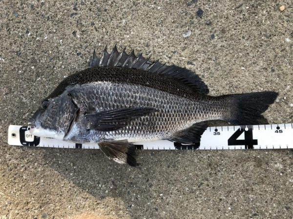 題名　イチノ兄弟（弟）釣果！