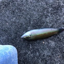 のんびりエサ釣り