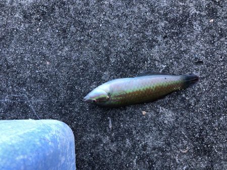 のんびりエサ釣り