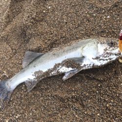 波打ち際のバイト