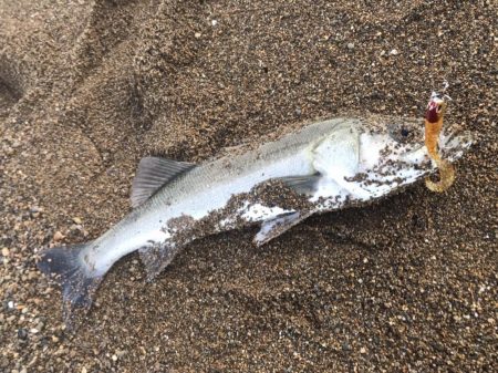 波打ち際のバイト