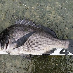 イチノ兄弟、釣果！