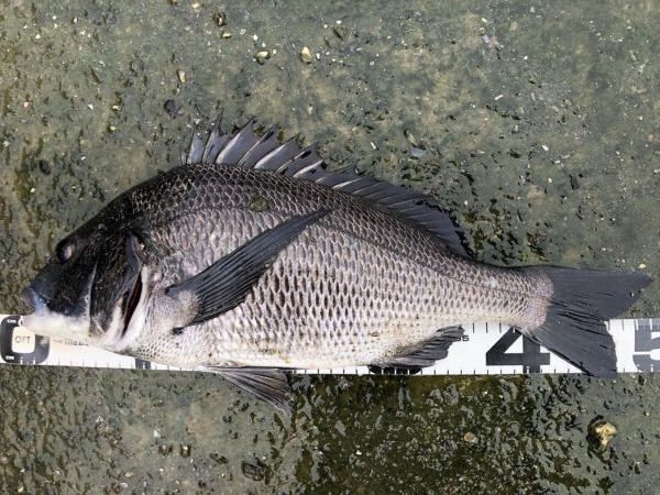イチノ兄弟、釣果！