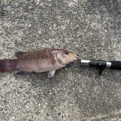 五目釣りでコブダイ