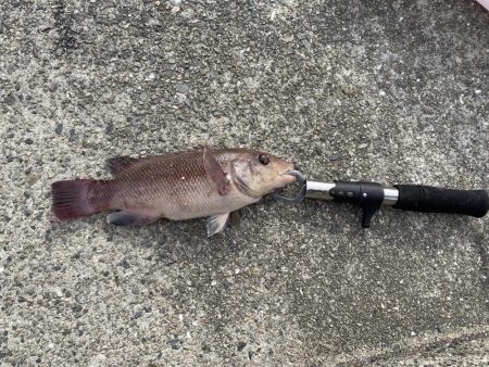 五目釣りでコブダイ