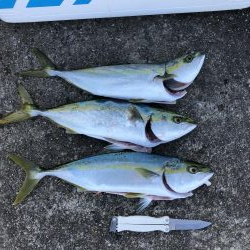 武庫川一文字でハマチ