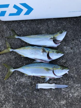 武庫川一文字でハマチ