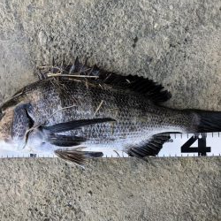 イチノ兄弟、釣果!