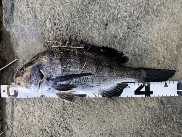 イチノ兄弟、釣果！