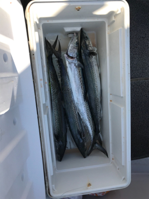 今年初太刀パターン