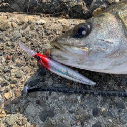 今週も親子フィシング