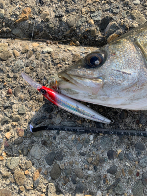 今週も親子フィシング