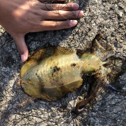 あのアジュールで